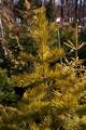 Pinus contorta Anna Aurea IMG_8275 Sosna wydmowa